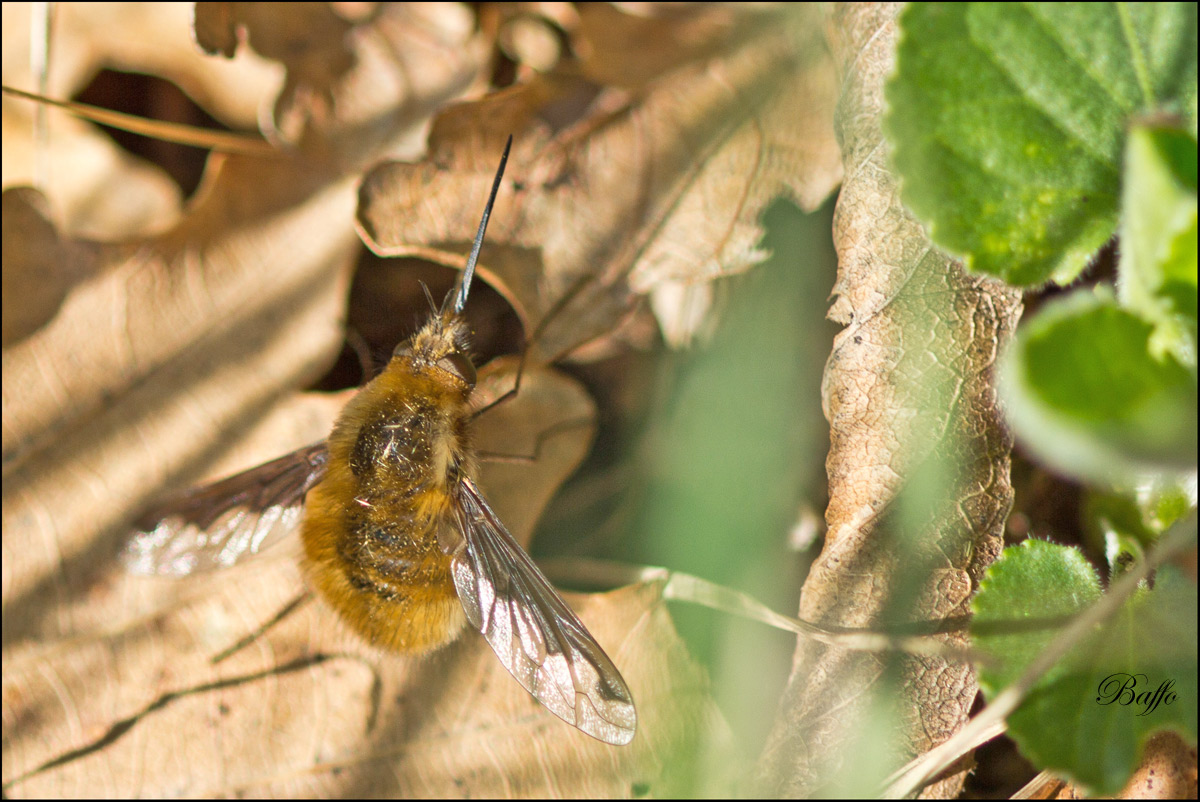 	Bombylius major